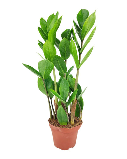 ZZ Plant (6" Grower Pot) - Low Light and Healthy Houseplant - Easy to Care, Easy to Grow Plants for Beginners - Live Healthy Houseplant for Home Office Decoration - Air-Purifying Indoor Plant