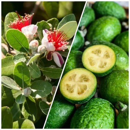 2 Pineapple Guava Trees Live Plants for Outdoor Planting, 4 to 6" Starter Plant, Fragrant and Sweet Guava