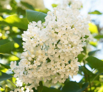 Ivory Silk Japanese Tree Lilac Live Plant – Syringa reticulata ‘Ivory Silk’ – Fragrant Creamy White Flowers – Hardy Ornamental Flowering Tree – Starter Plant