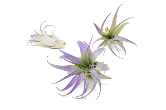 Purple Colorful Tillandsia Air Plants - Long Lasting Color Enhanced Live Tillandsia Succulent House Plants - Home and Garden Decor - Easy Care Indoor and Outdoor (Brachycaulos Abdita, Pack of 3)
