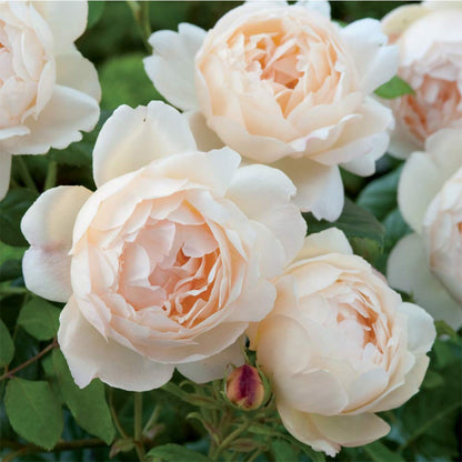 Heirloom Roses Rose Plant - Wollerton Old Hall Apricot Rose Bush, David Austin Live Plant for Planting Outdoors