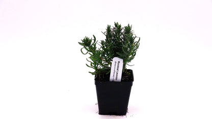 Greenwood Nursery: Live Perennial Plants - Munstead Lavender + Lavandula Angustifolia - [Qty: 2X 3.5 Pots] - (Click for Other Available Plants/Quantities)