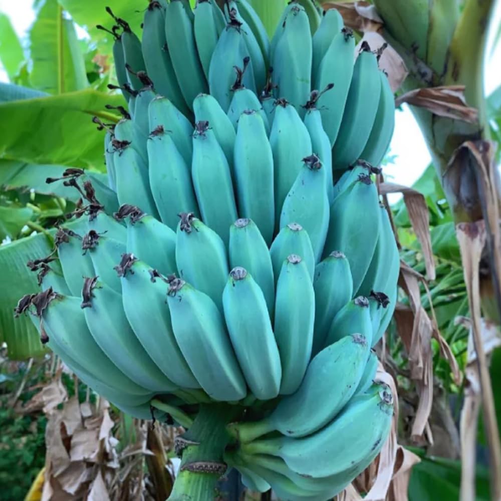 Banana Plant Live, Ice Cream Blue Banana Tree Live Plant, Hardy Banana Fruit Seedling 4 to 8 Inch Tall, Indoor Outdoor