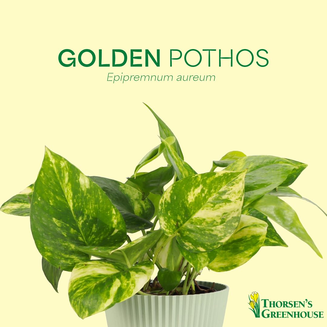 Thorsen's Greenhouse Golden Pothos, Live Indoor Vining Plant, Easy to Grow, Variegated Houseplant, Natural Air Purifier (Nursery Pot, 6-inch Pot)