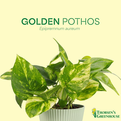 Thorsen's Greenhouse Golden Pothos, Live Indoor Vining Plant, Easy to Grow, Variegated Houseplant, Natural Air Purifier (Gold, 4-inch Pot)