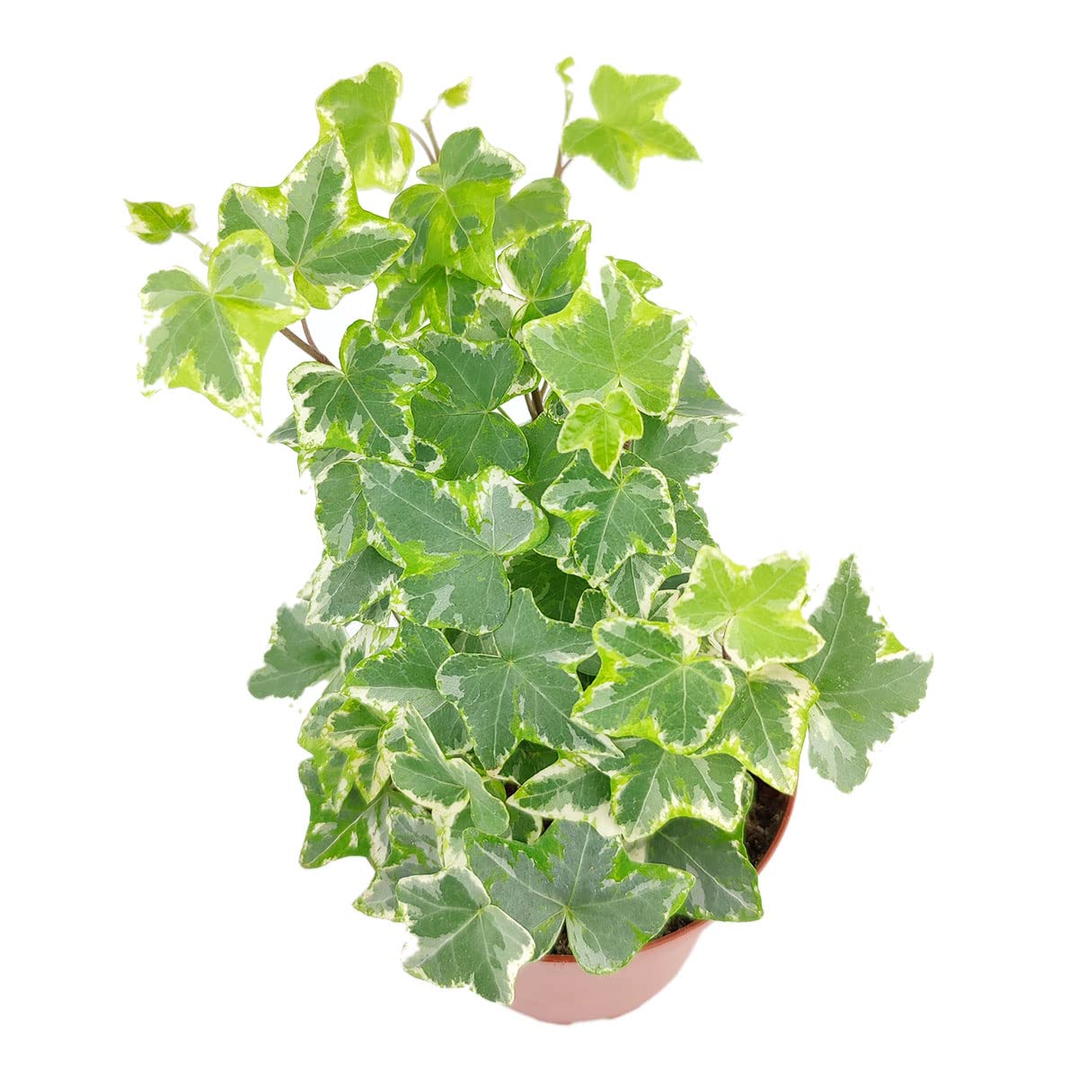 Golden English Ivy (4" Grower Pot) - Healthy Houseplant - Easy Care Indoor Houseplant