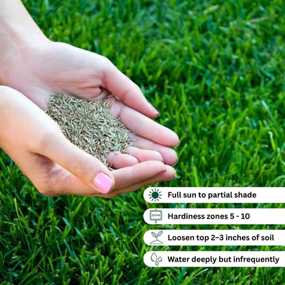 Set 20000 Zoysia Grass Seeds, Zoysia Grass Seed for Lawn, Soft Fine Ground Cover for Landscape, Yard and Walkway