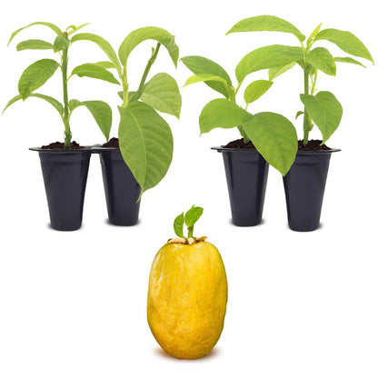 Passion Fruit Giant Granadilla (4 Pack) Live for Sale | Easy to Grow Plants | Edible Fruit Plant for Sustainable Living | Grow Your own Food on Your Edible Organic Garden| Live for Planting|