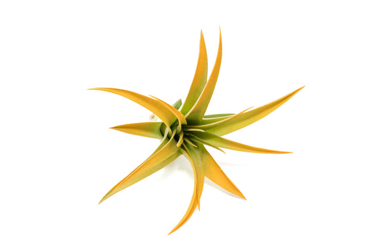 Orange Colorful Tillandsia Air Plants - Long Lasting Color Enhanced Live Tillandsia Succulent House Plants - Home and Garden Decor - Easy Care Indoor/Outdoor Plants (Brachycaulos Abdita, Single)