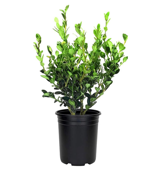 Wintergreen Boxwood | 3 Large Trade Gallon Size Plants | Buxus Microphylla | Evergreen Shrub, Dense Foliage, Formal Garden, Low Maintenance, Privacy Hedge, Year-Round Interest, Landscaping Shrub
