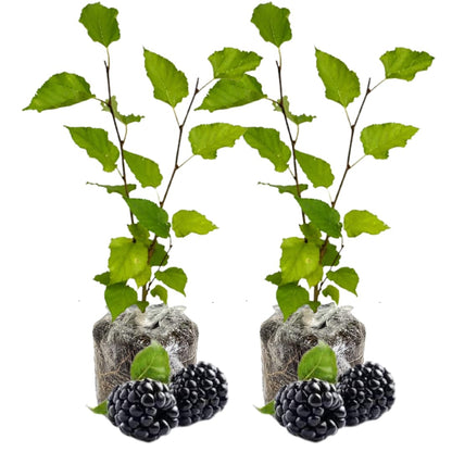 Pack 2 Mulberry Tree Live Plant for Growing 5 to 8 Inch Tall, Everbearing Mulberry Bush Live Plant, Mulberry Plant Live Home Garden (Dwarf Mulberry)