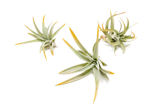 Orange Colorful Tillandsia Air Plants - Long Lasting Color Enhanced Live Tillandsia Succulent House Plants - Home and Garden Decor - Easy Care Indoor/Outdoor Plants (Harrisii, Pack of 3)