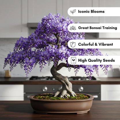 Chinese Wisteria Bonsai Tree Seedling for Planting - 1 Year Old Well Rooted Seedling - Fast-Growing Ornamental Tree with Violet-Purple Flowers and Fragrant Sweet Scent