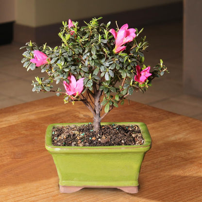 Brussel's Bonsai - Live Satsuki Azalea Flowering Bonsai Tree in Ceramic Bonsai Pot, Outdoor Bonsai Tree Live Plant, 5 Years Old, 5-8 Inches Tall, Easy Care Plant for Patio Garden (Small)