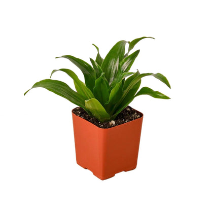 6 Pack Dracaena 'Janet Craig' in 3in Pot - Live Plants Tropical Houseplants | Variegated | USA Growers | The Snobby Leaf