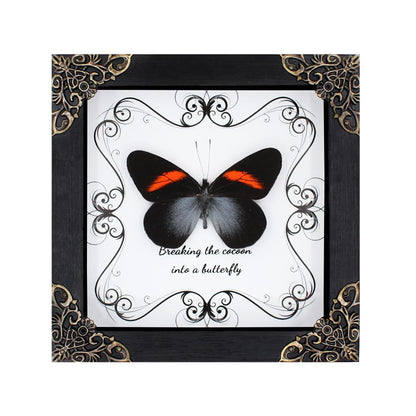 Butterfly Framed Decoration Handmade Taxidermy Butterfly Shadow Box Collection Framed Butterfly Taxidermy for Gothic Home Decor