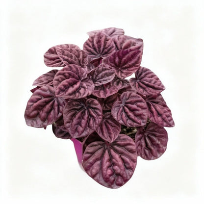 Peperomia 'Ripple Red' in 4in Pot - Live Plants Tropical Houseplants | Variegated | USA Growers | The Snobby Leaf