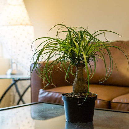 Perfect Plants Ponytail Palm | Beaucarnea Recurvata | 10in Tall | Easy Care Houseplant | Perfect for Bright Light Conditions, 6 in Grower's Pot, | Air Purifying