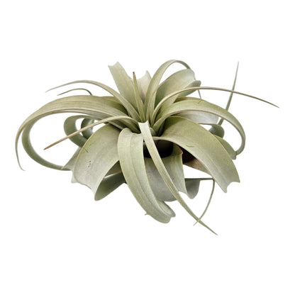 It Blooms Tillandsia Air Plant Xerographica Large Indoor Exotic Houseplant - 30 Day Guarantee (Extra Large)