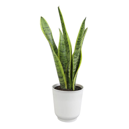 Altman Plants Sansevieria Laurentii Snake Plants (Approx. 10" Tall) in White Planter, Variegated Snake Plant Decor, Easy Plant Gift & Desk Plant, Live Snake Plant Live Indoor with Pot, Air Purifying