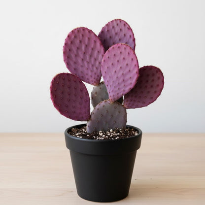 Purple Prickly Pear Cactus Live Plant, Rare Cactus Plants 6-8 Inches, Hardy, Low-Maintenance Plant for Indoors and Outdoors