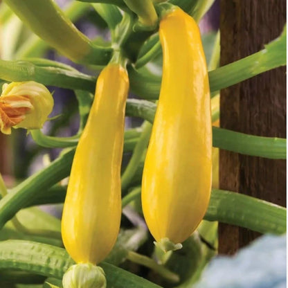 2 Yellow Zucchini Plants Live for Planting, 4 Inc Pot, Vegetable Squash Live Plant, Gardening Squash Plant Live, Yellow