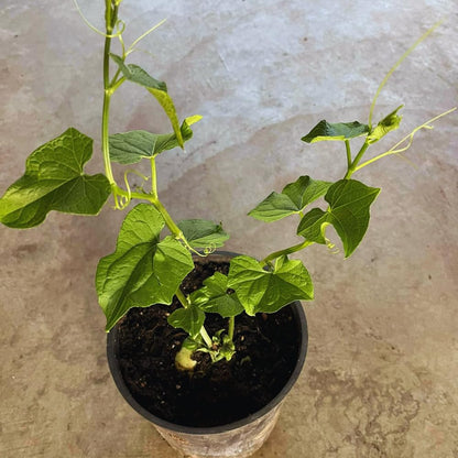 Chayote Squash Plant Live, Chayote Plant, Vegetable Plants, 7 to 9 Inc Tall, Gallon Pot
