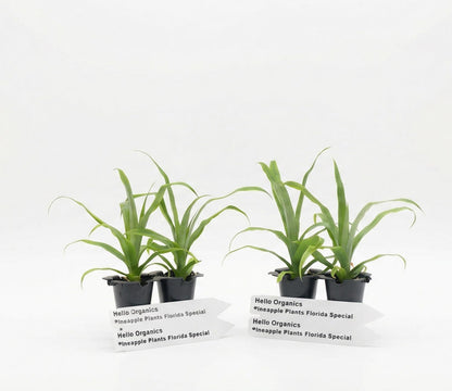 Pineapple Plants Florida Special Includes Four (4) Plants