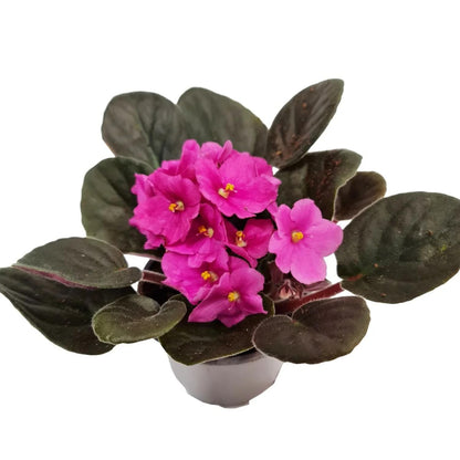 Pink African Violets Live Plants, 4 Inch Pot African Violet Plant, Vibrant Flowers, Perennial Flowering Houseplant