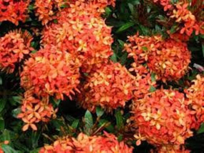 RedCrocus - RedCrocus West Indian Jasmine Ixora Assorted Tropical Shrub for Gardens and Hedges, Fragrant Evergreen Plant, Container Friendly, Attracts Pollinators, Pet Warning, Hardy in Zones 10-11 10