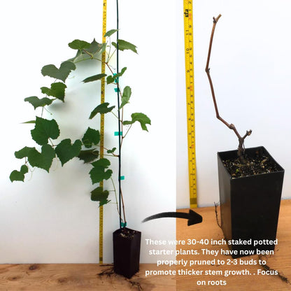 Blue Black Grape Vine, 1-2 Year Old, Live Grape Fruit Plant Live, Cold Hardy Grape Tree