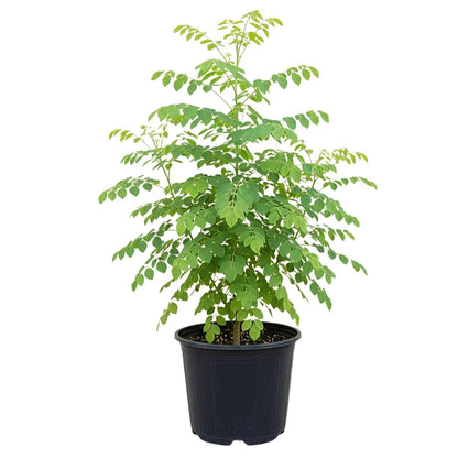 Moringa Plant Live in 4 Inch Pot, Moringa Oliefera Tree Live Plant from 4 to 7 Inches Tall for Outdoor Planting
