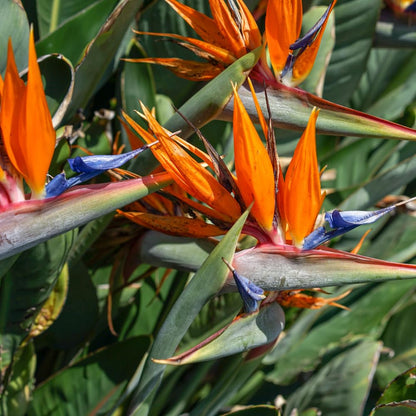 Orange Bird of Paradise Live Plant, Size 5-12” Tall, Strelitzia Reginae Houseplant Indoor Outdoor Tropical Plant