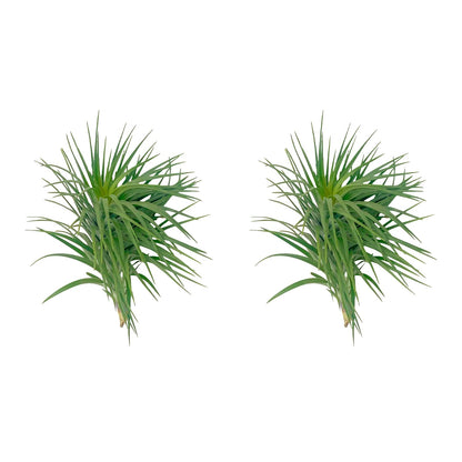 ragnaroc Air Plants - Flowering Tillandsia Pink Paske Large 5" - 2ct - Live Arrival Guaranteed - House Plants for Home Decor & Gift