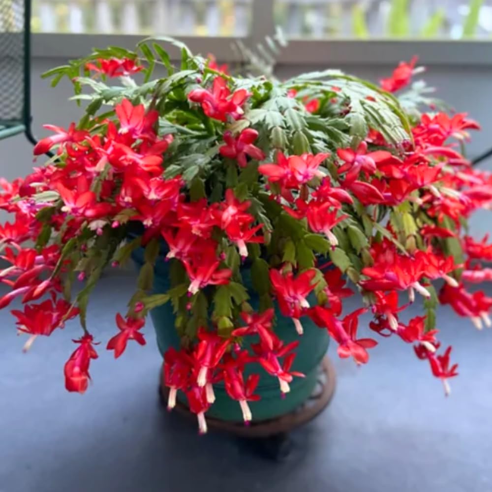 2 Random Christmas Cactus Plants Live, Live Christmas Cactus Plant Houseplant, 4 Inc Potted, Outdoor Indoor Garden