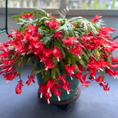 2 Random Christmas Cactus Plants Live, Live Christmas Cactus Plant Houseplant, 4 Inc Potted, Outdoor Indoor Garden
