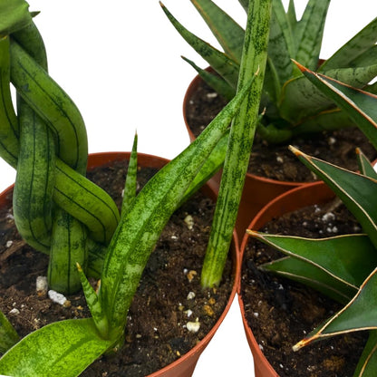 BubbleBlooms Sansevieria Assortment 4 inch Pots Set of 3 Rare Hardy Snake Plants