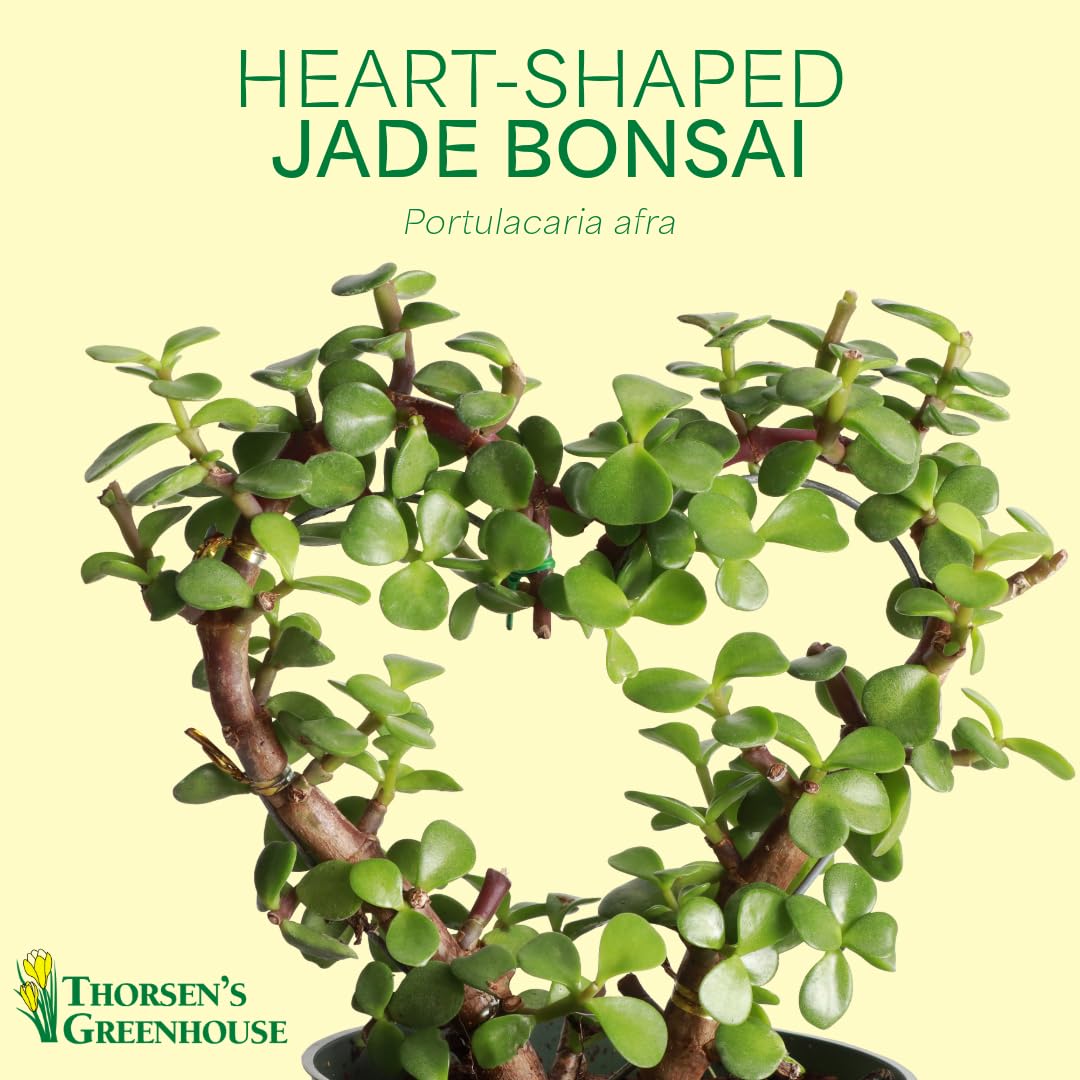 Thorsen's Greenhouse, Heart-Shaped Jade Bonsai Plant, Live Indoor Plant, Gift, Succulent Plant, 4-inch Diameter Pot (Nursery Pot)
