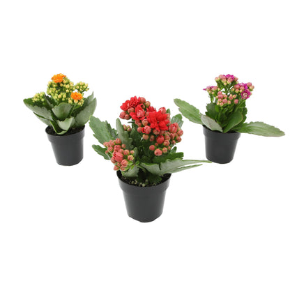Kalanchoe Flower Plants 3PK, Desk Plant Decor, Live Succulent Gifts for Plant Lovers Gift Ideas, Kalanchoe Plants Live Houseplants Live Indoor, Live Succulents Plants Live Flowers by Plants for Pets