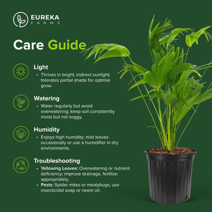 Chinese Fan Palm Tree, Livistona chinensis - Tropical Indoor/Outdoor Live Tree, Exotic Houseplant with Large Fan-Like Leaves, Low Maintenance Garden and Patio Accent (2gal Pot; 35-42in)