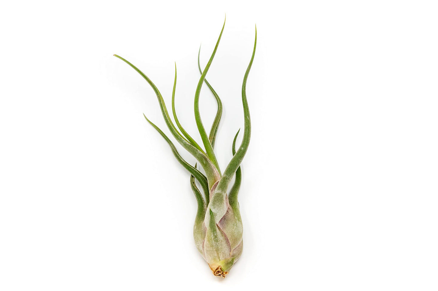 Tillandsia Caput Medusae Air Plants - Live Succulent House Plants - Available in Wholesale and Bulk - Home and Garden Decor - Easy Care Indoor/Outdoor Air Plant (Pack of 3)