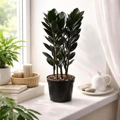 Black ZZ Plant Live Indoor Houseplant in 6 Inch Pot, Raven ZZ Plant, Zamioculcas Zamiifolia, Low Maintenance Potted Plant for Home and Office