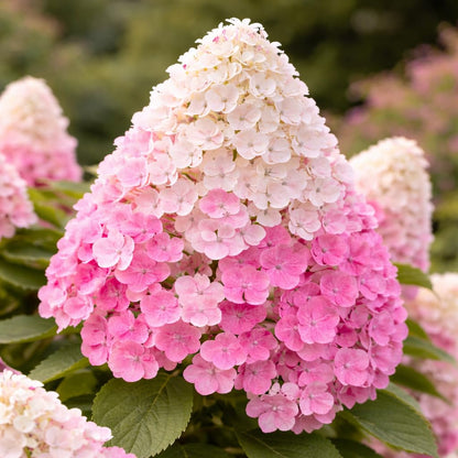 First Editions® Vanilla Strawberry™ Hydrangea Plug – Hydrangea paniculata ‘Renhy’ Starter Plant, Color-Changing White to Pink Blooms, Hardy Flowering Shrub for Garden & Landscape (1)