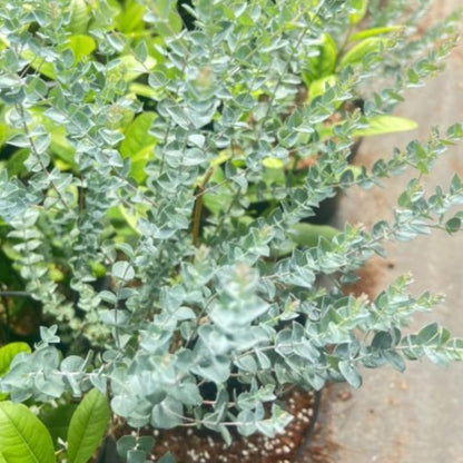 Live Eucalyptus Eucalyptus Plant Tree, Indoor Outdoor Fragrant Baby Blue Eucalyptus 5-9 Inc Tall, No Pot