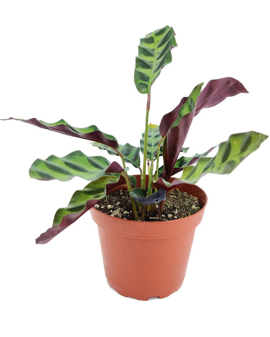 Rattlesnake Plant - Calathea Lancifolia (4" Grower Pot) - Prayer Plants - Purple Green Leaf, Low Light Houseplant - Live Healthy, Colorful Foliage, Air-Purifying Houseplant for Home Office Decoration