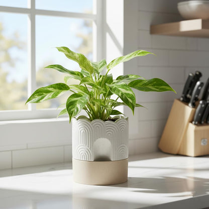 Nihow Self Watering Plant Pot: 6 Inch Ceramic Planter with Drainage Hole & Water Storage Plus - Relief Design Self Watering Pot for Indoor Plants - Beige & Nature Flower Pot