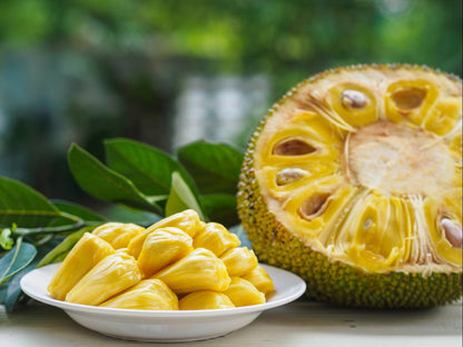 Jackfruit Tree, Plant Live for Planting, Tropical Fruit Tree, Jackfruit Live Seedling Tree, 3 Gallon Pot, 3 Feet Tall, Can't Ship to CA