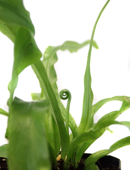 Sprig & Stone Live Mini Ferns Terrarium Plants (Victoria)