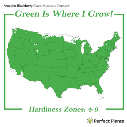 PERFECT PLANTS Perfect Plants Arapaho BlackBerry Bush 3 Gallon | Live Fruit Trees for Outdoor Planting | Self Fertile Blackberries & Thornless for Easy Picking | Sweet & Healthy Black Berries