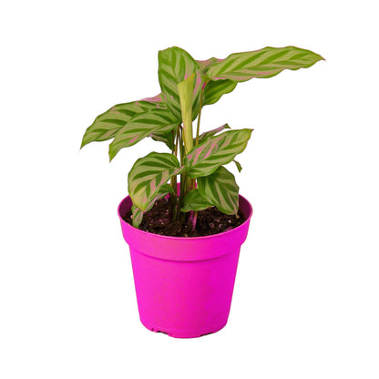 Calathea Concinna 'Freddie' in 6in Pot - Live Tropical Houseplant - Easy to Grow | Air Purifying | Pet Friendly | Variegated | USA Growers | The Snobby Leaf